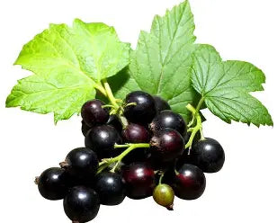 Black Currant Infused Balsamic Vinegar