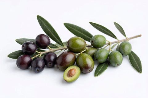 Italian Umbrian