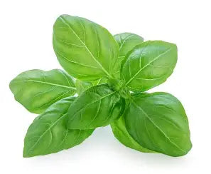 Basil Infused Olive Oil