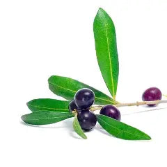 Chilean Arbequina Non-Infused Olive Oil
