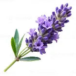 Lavender Infused Balsamic Vinegar