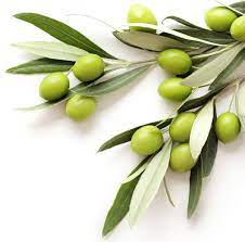 Italian Coratina Non-Infused Olive Oil